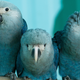 Some Spix’s macaws in captivity.